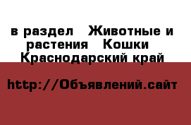  в раздел : Животные и растения » Кошки . Краснодарский край